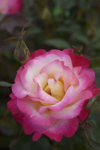 YOURE MY EVERYTHING (hybrid tea)